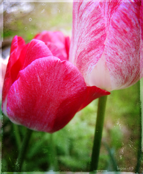 double_tulips